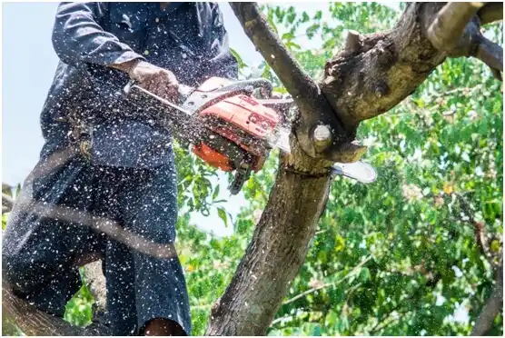 tree services Jonesville